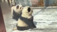 染色松狮犬假扮熊猫？泰州动物园回应