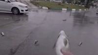 伊朗下“鱼雨”：鱼随暴雨从天而降 龙卷风过境引起