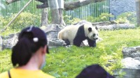 假期动物园游客太多把动物喂吐 饲养员:不能再吃了