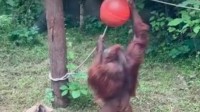 红山动物园猩猩也要健身 网友：脆皮大学生坐不住了