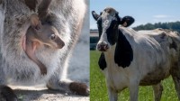 美国要给奶牛吃小袋鼠的便便：称是阻止全球变暖  