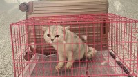 12306回应宠物上高铁：指托运 