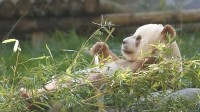 终于能拍彩色照片了 秦岭已发现11次棕色大熊猫