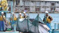 日本计划将长须鲸列入捕鲸名单 地球第二大动物