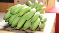 香蕉不能缓解便秘：男子连吃3根生香蕉致肠梗阻