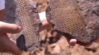 撞脸巧克力脆筒 3.1亿年前鳞木类化石原来长这样