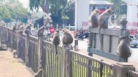 猴子在马路中央群殴 泰国老城区寻求解决办法