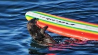 加州海獭频繁偷抢冲浪板被通缉 当地：怀孕加遗传