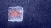 三体成真？复旦团队破纪录复活