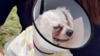 柴犬在小区内咬掉宠物犬眼球 当事人称牵引绳近3米长