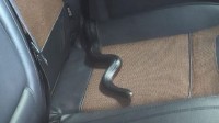 澳洲毒蛇在女子车里安家 4个专家抓不到：当宠物吧