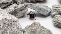 我国科研人员模仿蟑螂造了款机器人 每秒能跑45厘米