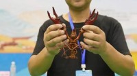 杭州“小龙虾王”出炉：119.5克 普通小龙虾3倍大