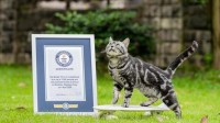 温州一只猫创吉尼斯纪录：12.85秒完成10米滑板滑行