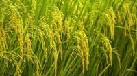 科学家揭秘10万年水稻演化史 中国是世界水稻起源地