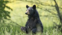 美国一家6口吃了未熟透的熊肉 全部感染致命旋毛虫病