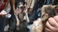 狗狗挖出了一只小猫咪：流浪狗为救猫咪 爪子刨出血