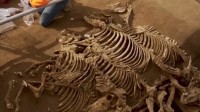 法国墓穴发现2000年前马匹遗骸 或是恺撒大帝的责任