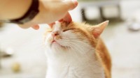 12岁女孩撸猫后晕倒进ICU：感染“猫立克次体”