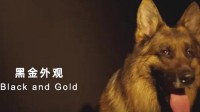 多地警方发警犬宣传片火了：散装英文只有中国人才懂