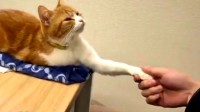 日本科技公司录用猫咪当社畜 未来目标要做社长