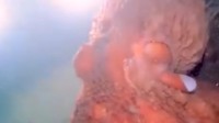 日本出现3米触手巨型章鱼 网友呼叫奥特曼