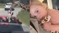 美国一2岁女童被长颈鹿叼到半空 妈妈救下女儿
