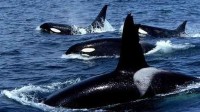 欧洲虎鲸频繁袭击船只 4年673次 专家：吃太饱了
