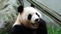 长期偷拍直播大熊猫福宝 某主播被终身禁入熊猫中心