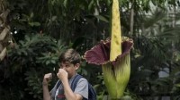 英国邱园“尸香魔芋”开花：巨臭 游客捏着鼻子赏花