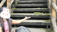女生爬山遇毒蛇竟凑上前合影 当事人:四五百万一条