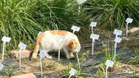 我的毕业论文被谁偷吃了？农学生为毕业痛并快乐着