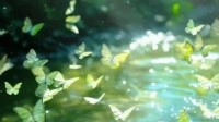 云南绿色蝴蝶大爆发 上亿只蝴蝶“组团”跳舞