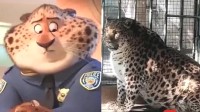 网红豹子胖成了豹警官 攀枝花动物园：老了 不好减