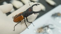 女子携带18只活体大甲虫进境被查 均属外来物种