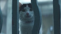 末日降临还好有猫 《寂静之地：入侵日》曝猫猫特辑