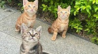 猫王大赛进入海选最后阶段：本土猫被洋猫吊打