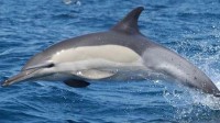 超125只海豚在美国海滩集体搁浅 至少10只已死亡