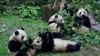 4人违规携带宠物入园 被终身禁入卧龙大熊猫基地