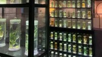 广东潮湿到博物馆展品发霉了 专家：需加强除湿保护