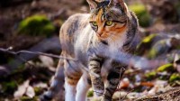 新西兰猎野猫比赛引争议：向儿童开放 大量野猫被杀