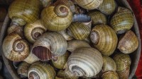 品牌螺蛳粉疑用“福寿螺”？官方:未检测出问题