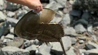 深圳湾出现地球唯一蓝血生物 目击者：已放回大海