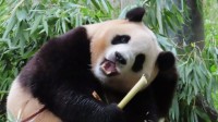 大熊猫福宝4周岁生日 韩国粉丝组团来中国给福宝庆生 