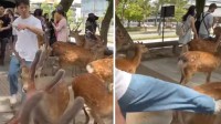日本博主称“中国游客脚踢奈良鹿” 但被评论区打脸
