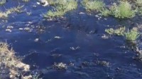 网传男子旅游发现石油 当地回应：系高温融化的沥青