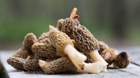 都想看小人？盒马野生菌销量暴增150%