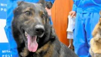 汪汪队立大功 精英警犬找到跌落山崖的老奶奶
