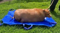 新西兰一宠物狗被过度喂养重达百斤 主人被判刑入狱