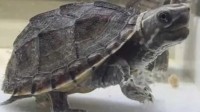 海关截获116只活体龟：外来物种 还是濒危动物